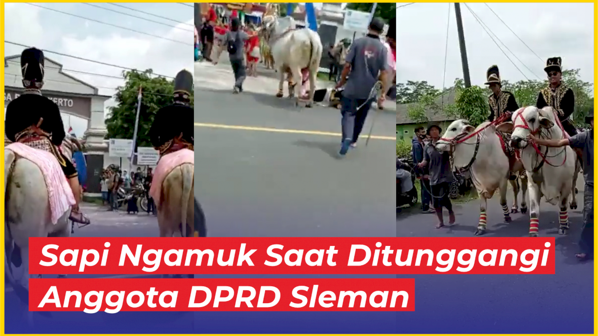 VIDEO: Sapi Ngamuk Saat Ditunggangi Anggota DPRD Sleman di Acara Budaya Sembada