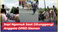 VIDEO: Sapi Ngamuk Saat Ditunggangi Anggota DPRD Sleman di Acara Budaya Sembada