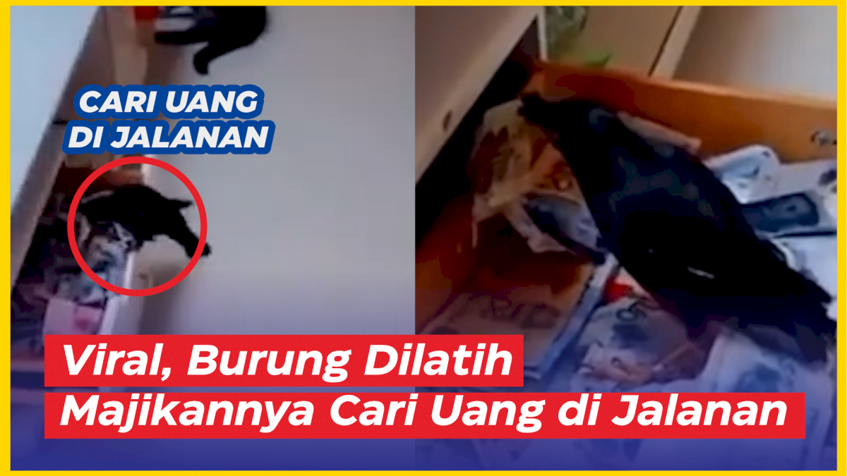 VIDEO: Viral, Seekor Burung Dilatih Majikannya Cari Uang di Jalanan