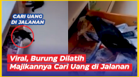 VIDEO: Viral, Seekor Burung Dilatih Majikannya Cari Uang di Jalanan