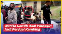 VIDEO: Mahasiswa Cantik Asal Wonogiri Jadi Penjual Kambing, Bantu Ayah Saat Pandemi