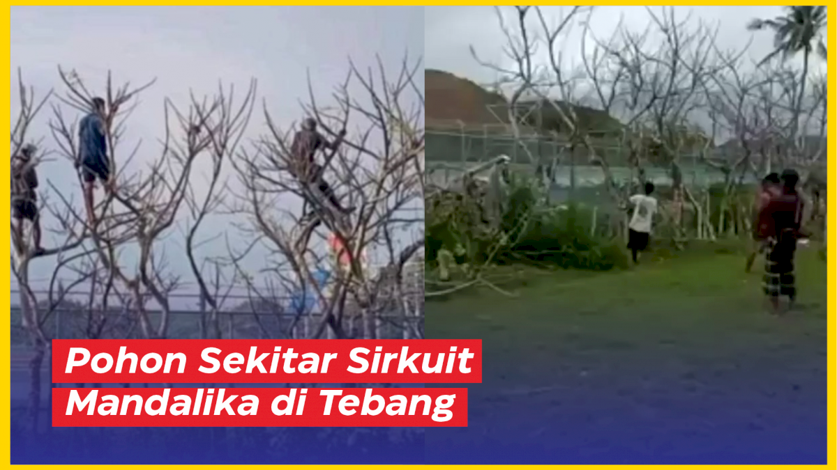 VIDEO: Detik-detik Pohon Sekitar Sirkuit Mandalika di Tebang Petugas