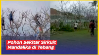 VIDEO: Detik-detik Pohon Sekitar Sirkuit Mandalika di Tebang Petugas