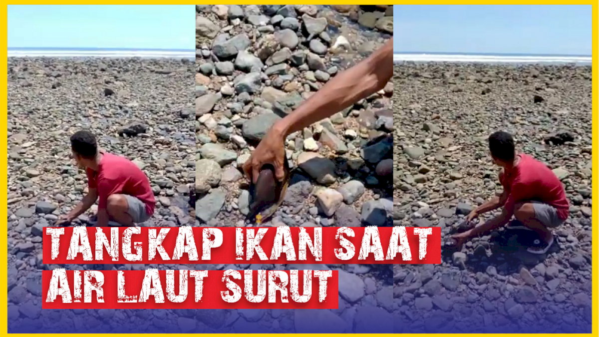 VIDEO: Aksi Nekat Pria NTT Tangkap Ikan Saat Air Laut Surut Pasca Gempa