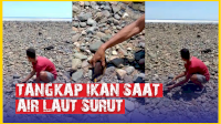 VIDEO: Aksi Nekat Pria NTT Tangkap Ikan Saat Air Laut Surut Pasca Gempa