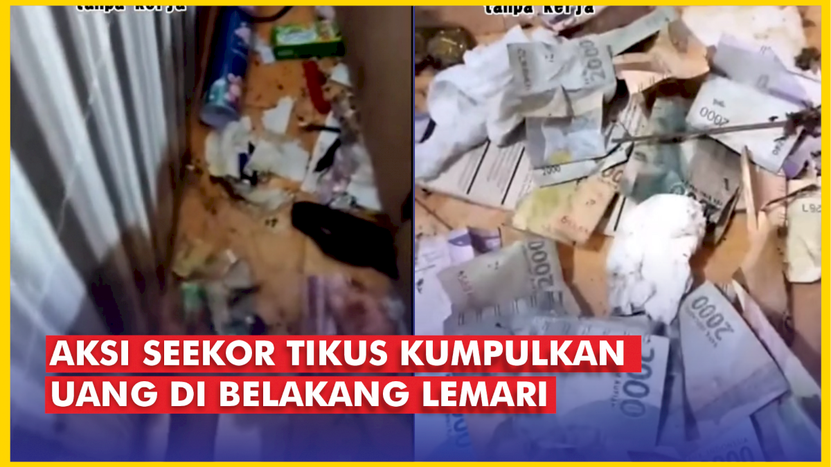 VIDEO: Aksi Seekor Tikus Kumpulkan Uang di Belakang Lemari, Pemilik Rumah Kaget!