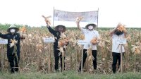 Bupati Adnan Panen Raya Jagung Bersama Mentan Syahrul di Bontonompo