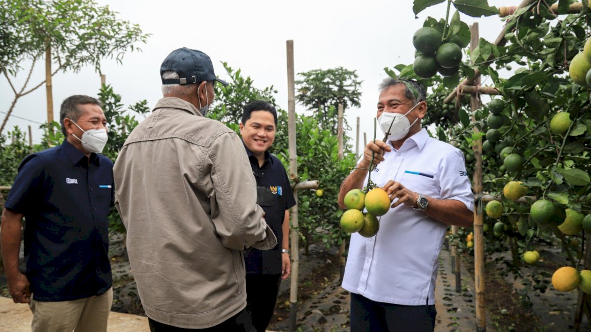 BRI Dorong Petani Jeruk di Cisarua Naik Kelas