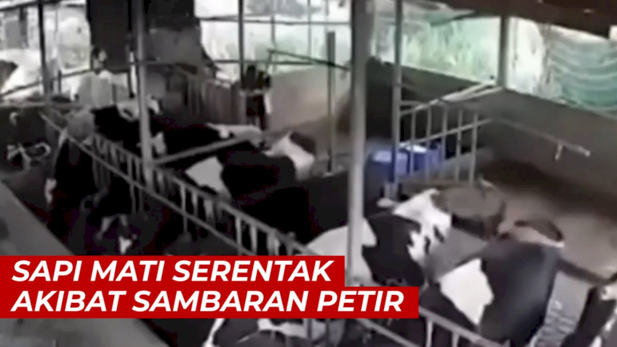 VIDEO: Detik-detik Sapi Mati Serentak Akibat Sambaran Petir