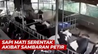 VIDEO: Detik-detik Sapi Mati Serentak Akibat Sambaran Petir