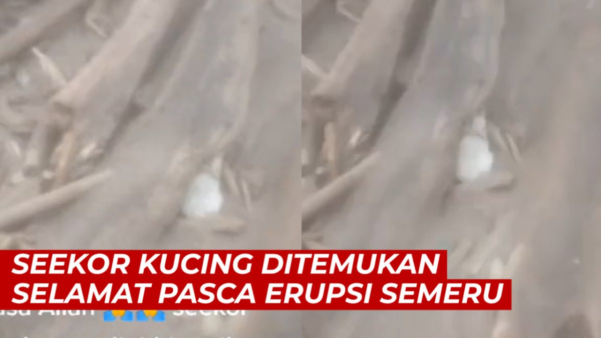 VIDEO: Seekor Kucing Ditemukan Selamat Pasca Erupsi Gunung Semeru