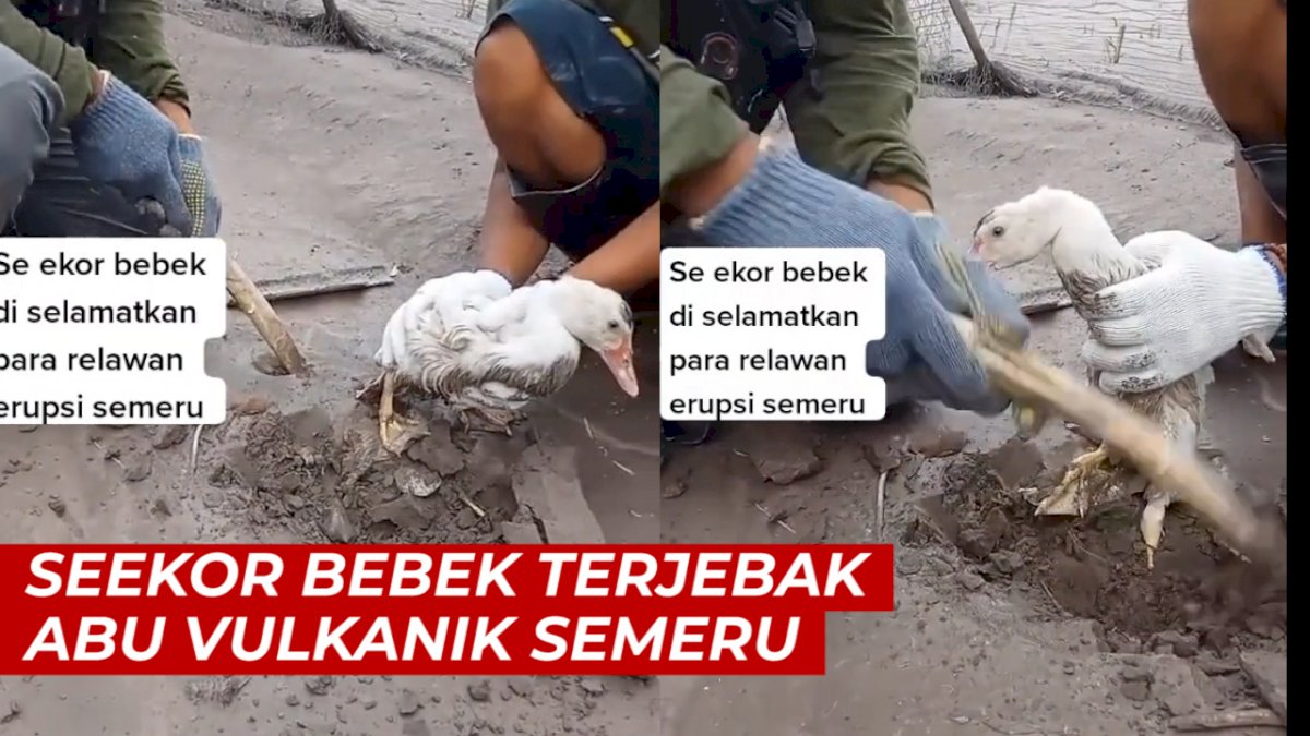 VIDEO: Seekor Bebek Terjebak Abu Vulkanik Semeru, Relawan Bergegas Menyelamatkan