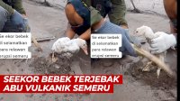 VIDEO: Seekor Bebek Terjebak Abu Vulkanik Semeru, Relawan Bergegas Menyelamatkan