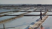 Dua Tahun Terakhir Produksi Garam di Sulsel Anjlok