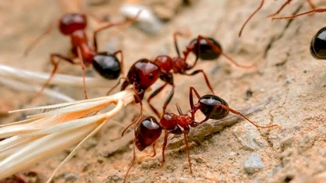 Ternyata, ini daftar hewan yang akan selamat meski terjadi kiamat (KliknClean)