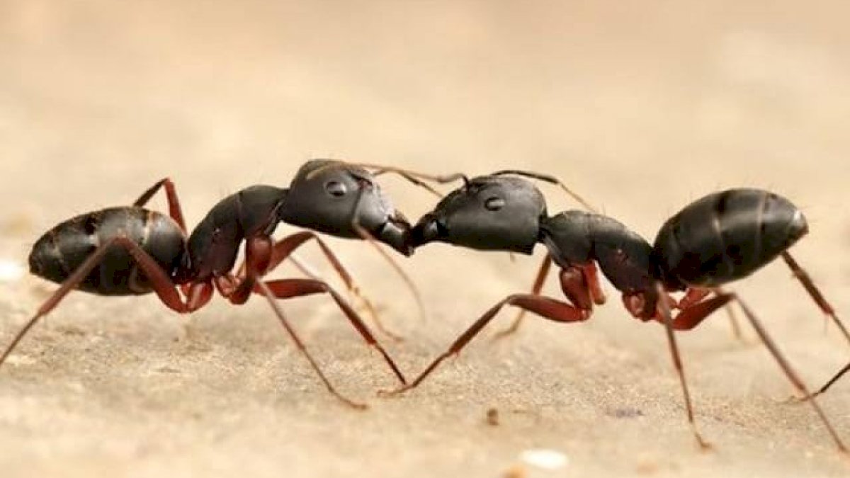 Semut Terlihat Berpelukan Jika Saling Bertemu, Begini Ceritanya