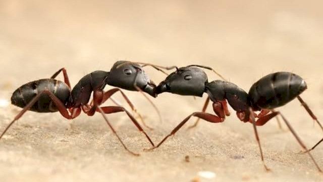 Semut terlihat saling berpelukan jika bertemu, namun ternyata mereka berciuman (Kumparan)