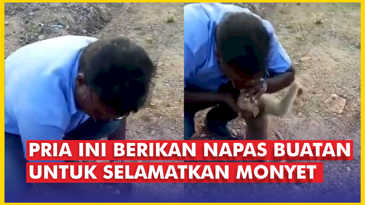 VIDEO: Pria Ini Berikan Napas Buatan untuk Selamatkan Monyet yang Terluka