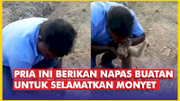 VIDEO: Pria Ini Berikan Napas Buatan untuk Selamatkan Monyet yang Terluka