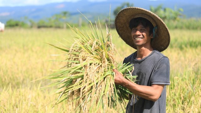 Senyum petani saat panen beras organik dengan sistim SRI Organik (dok. PT Vale)