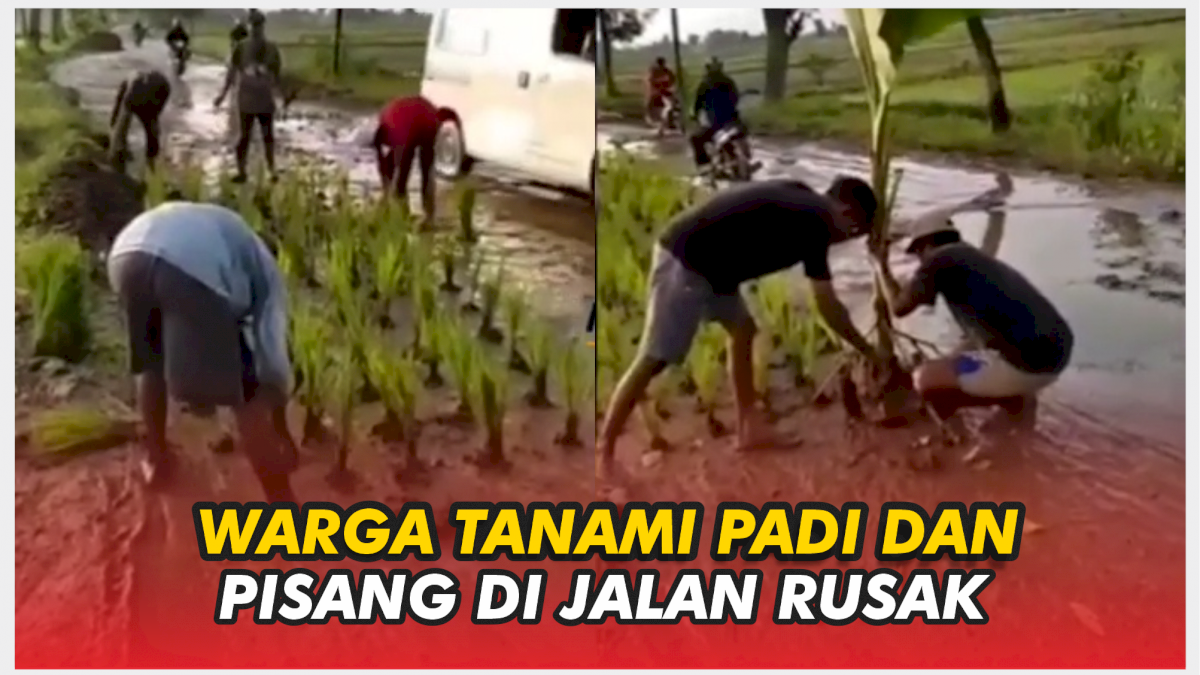 VIDEO: Warga Tanami Padi dan Pisang di Jalan Rusak, Berharap Segera Diperbaiki Pemerintah