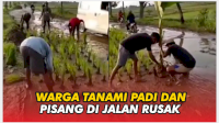 VIDEO: Warga Tanami Padi dan Pisang di Jalan Rusak, Berharap Segera Diperbaiki Pemerintah