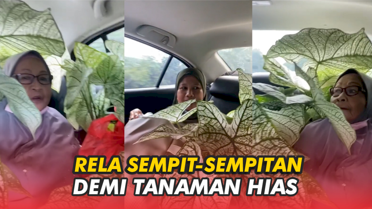 VIDEO: Aksi Emak-emak, Rela Sempit-sempitan dalam Mobil Demi Tanaman Kesayangan