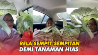 VIDEO: Aksi Emak-emak, Rela Sempit-sempitan dalam Mobil Demi Tanaman Kesayangan