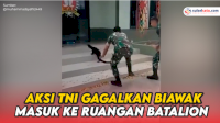 VIDEO: Aksi TNI Gagalkan Seekor Biawak Masuk Ruangan Batalion