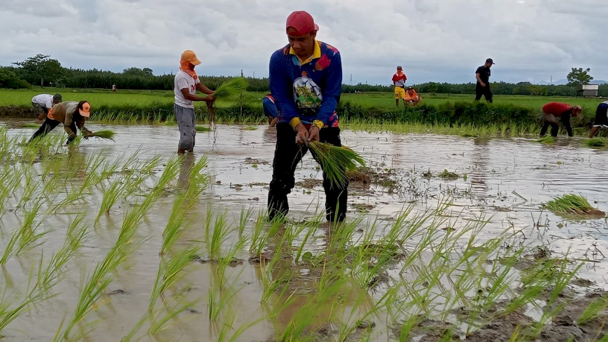 Manfaatkan Akhir Pekan, Ketua DPRD Makassar Rudianto Lallo Tanam Padi Bersama Warga Lakkang