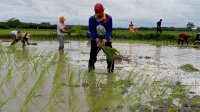 Manfaatkan Akhir Pekan, Ketua DPRD Makassar Rudianto Lallo Tanam Padi Bersama Warga Lakkang