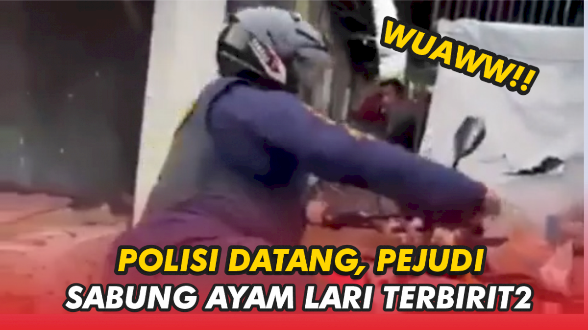 VIDEO: Pelaku Judi Sabung Ayam Lari Terbirit-birit Saat Didatangi Polisi