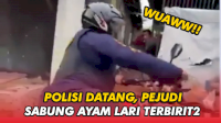 VIDEO: Pelaku Judi Sabung Ayam Lari Terbirit-birit Saat Didatangi Polisi