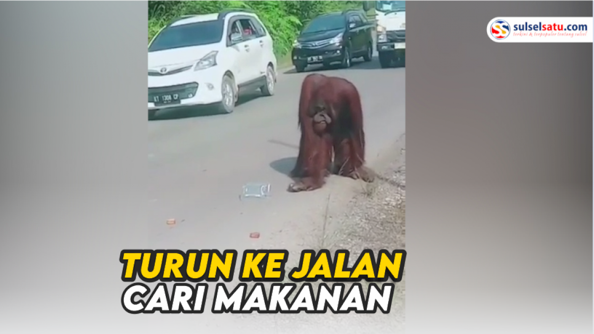 VIDEO: Orang Utan Berukuran Besar Turun ke Jalan Cari Makanan