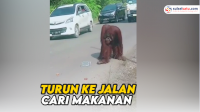 VIDEO: Orang Utan Berukuran Besar Turun ke Jalan Cari Makanan