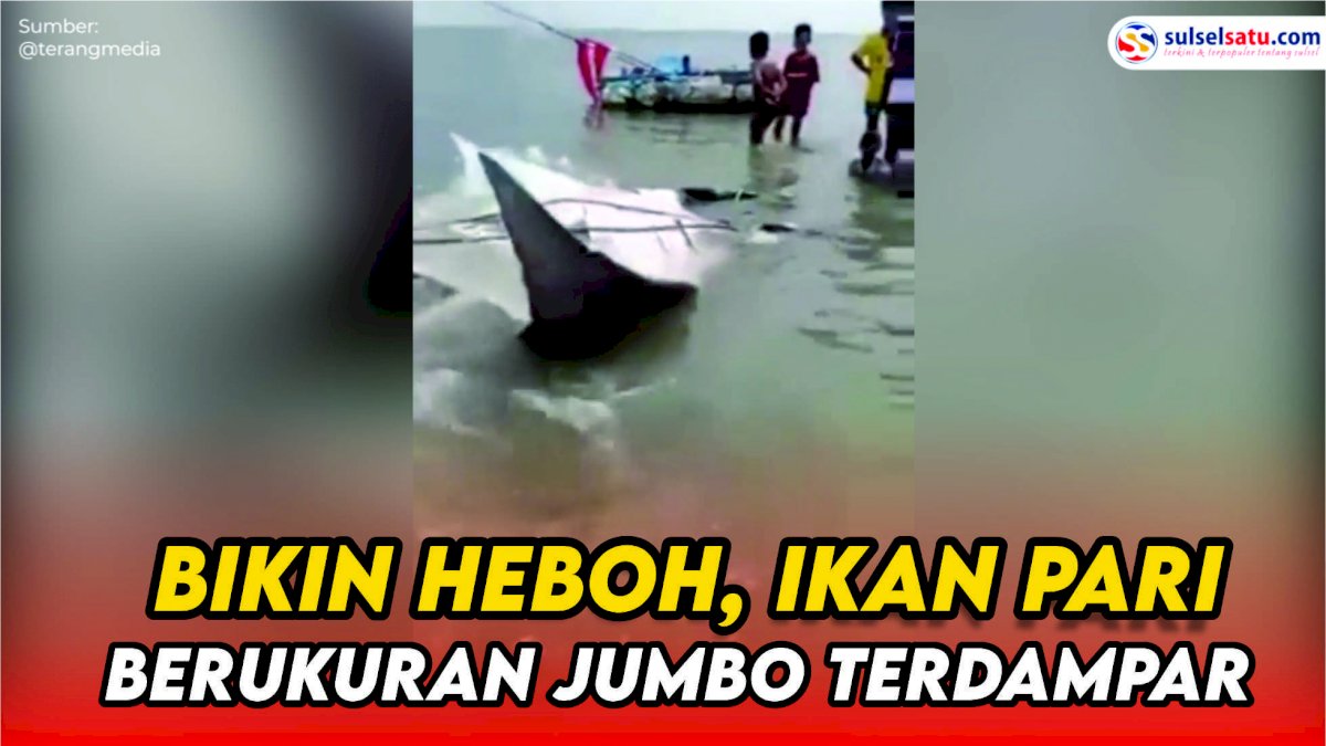 VIDEO: Bikin Heboh, Ikan Pari Berukuran Jumbo Terdampar di Tepi Pantai
