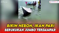 VIDEO: Bikin Heboh, Ikan Pari Berukuran Jumbo Terdampar di Tepi Pantai