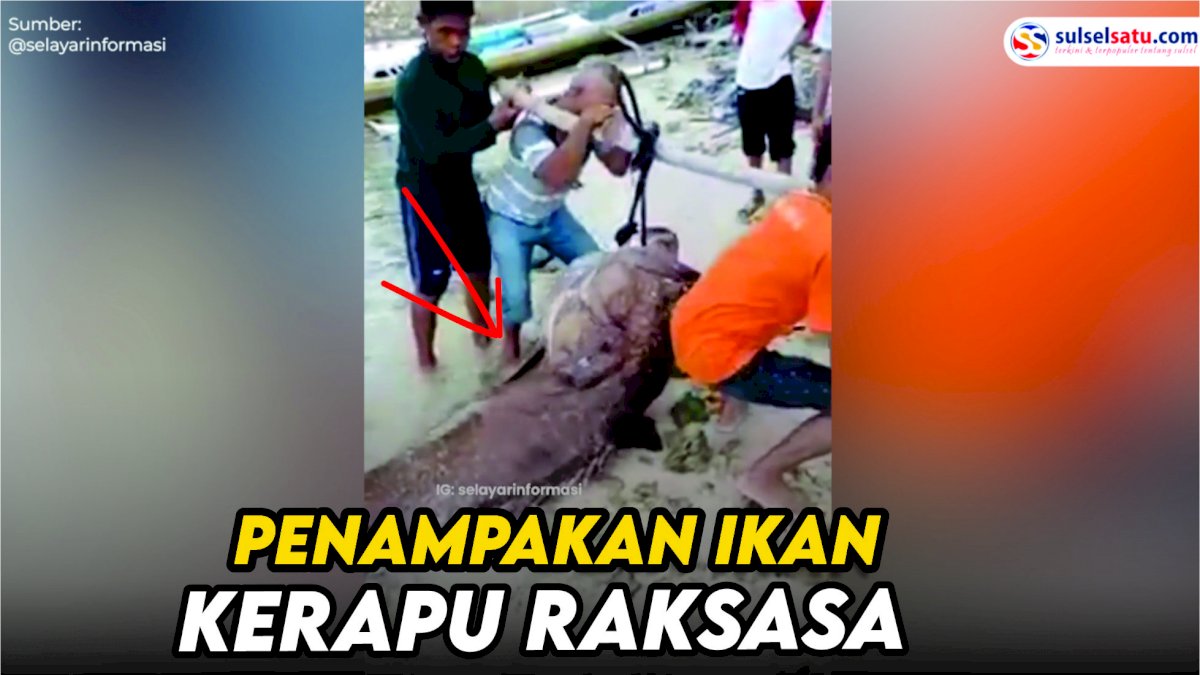 VIDEO: Penampakan Ikan Kerapu Raksasa yang Berhasil Ditangkap Nelayan di Selayar
