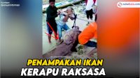 VIDEO: Penampakan Ikan Kerapu Raksasa yang Berhasil Ditangkap Nelayan di Selayar