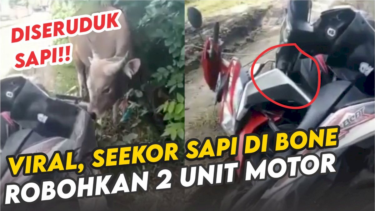 VIDEO: Viral, Seekor Sapi di Bone Robohkan 2 Unit Motor