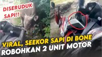 VIDEO: Viral, Seekor Sapi di Bone Robohkan 2 Unit Motor