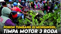 VIDEO: Pohon Tumbang di Monginsidi Makassar, Timpa Motor 3 Roda