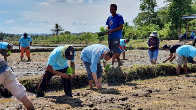 Taman perdana padi SRI Organik yang dilakukan PT Vale di Kolaka (dok. PT Vale)