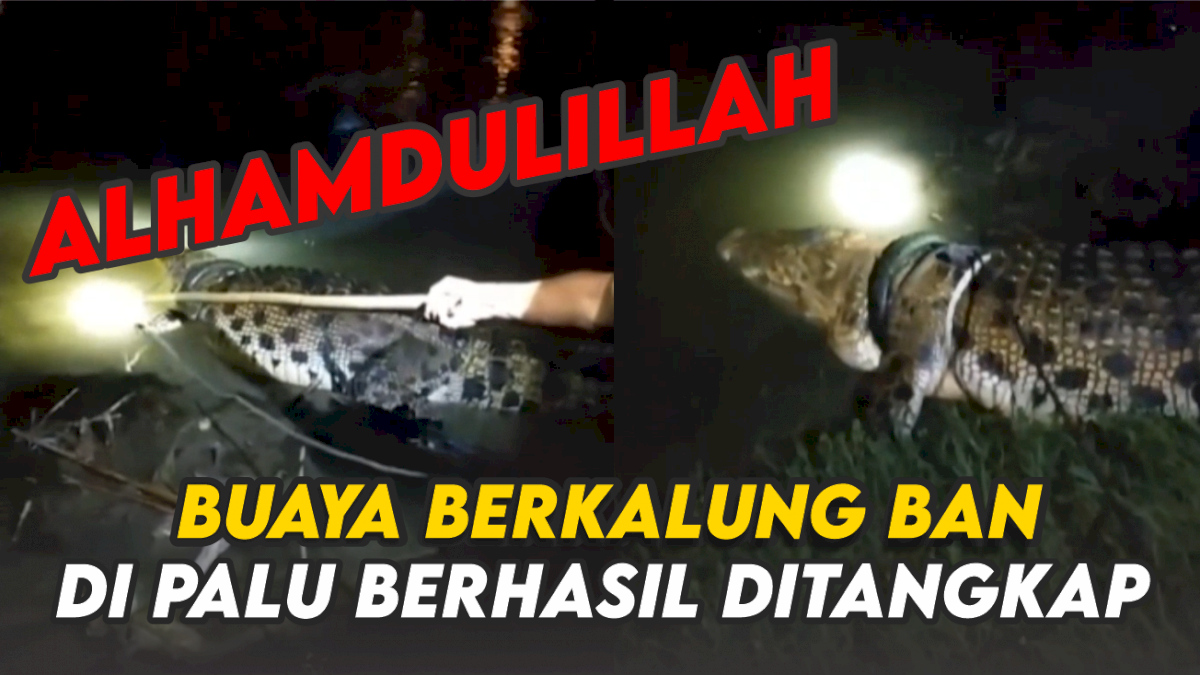 VIDEO: Detik-detik Buaya Berkalung Ban di Palu Berhasil Ditangkap