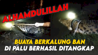 VIDEO: Detik-detik Buaya Berkalung Ban di Palu Berhasil Ditangkap