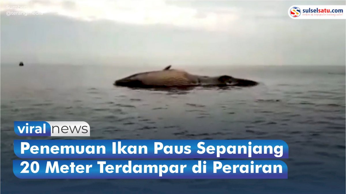 VIDEO: Penemuan Ikan Paus Sepanjang 20 Meter Terdampar di Perairan Sampang