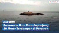 VIDEO: Penemuan Ikan Paus Sepanjang 20 Meter Terdampar di Perairan Sampang