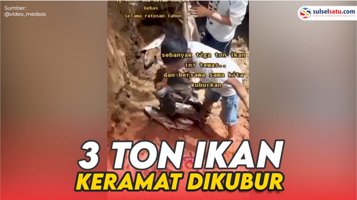 VIDEO: Viral, 3 Ton Ikan Keramat yang Mati Bersamaan Dikubur Layaknya Manusia