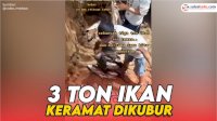 VIDEO: Viral, 3 Ton Ikan Keramat yang Mati Bersamaan Dikubur Layaknya Manusia