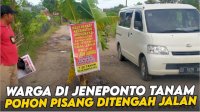 VIDEO: Tagih Janji Politik Bupati Iksan, Warga di Jeneponto Tanam Pohon Pisang Ditengah Jalan